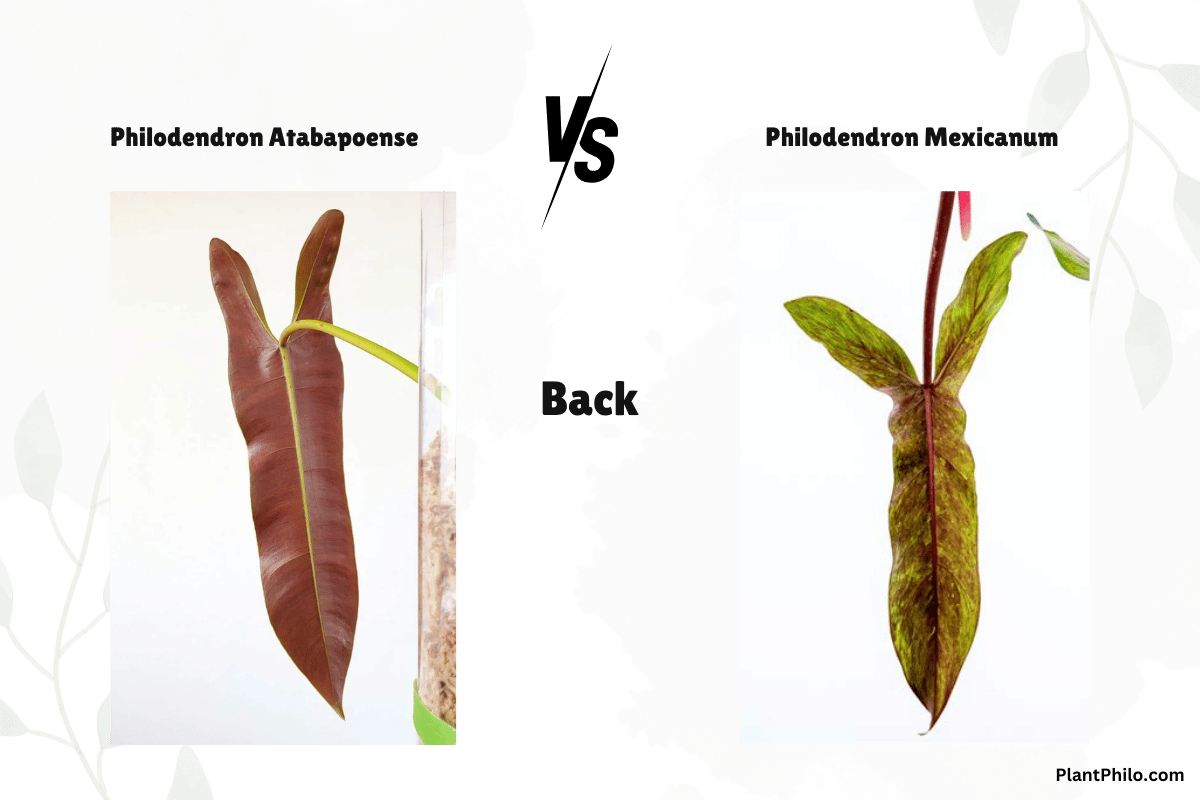 Philodendron Atabapoense vs. Mexicanum backside