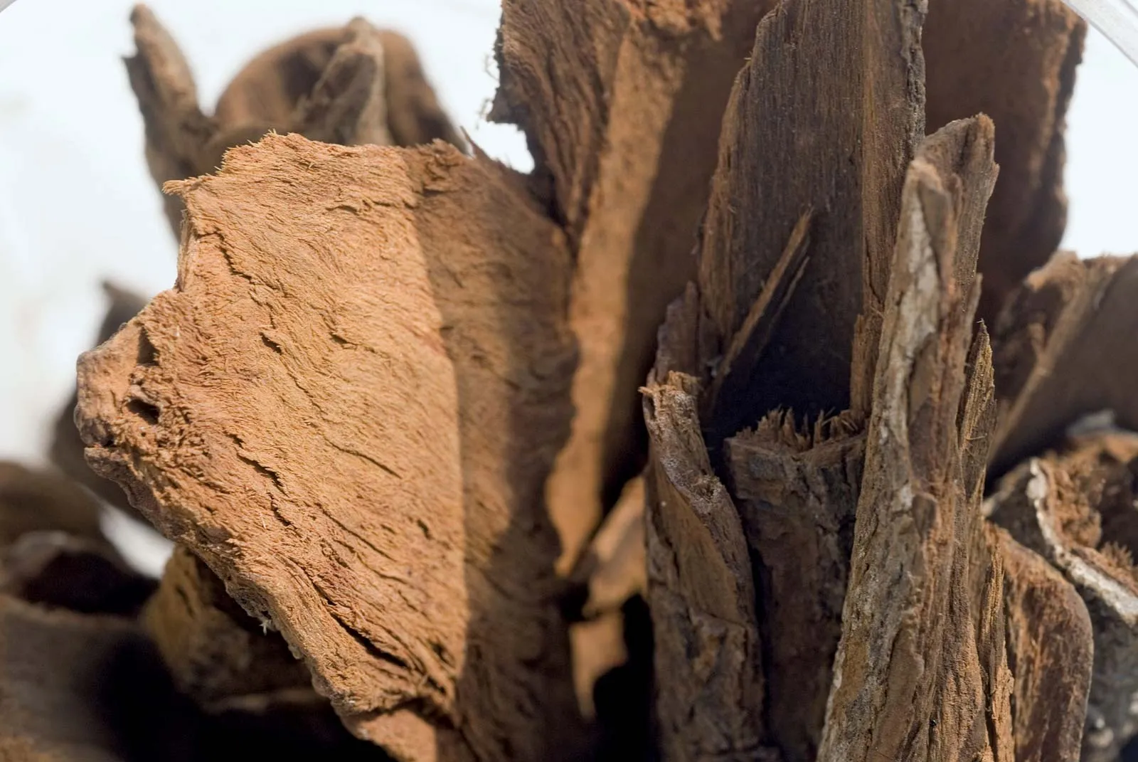 Cinchona tree bark used to make quinine