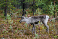 Reindeer