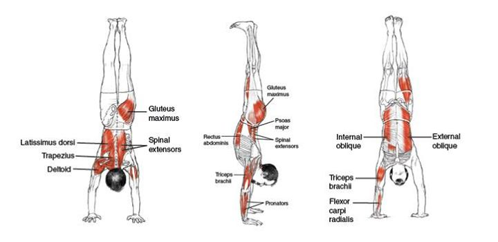 Otot yang Dibutuhkan untuk Melakukan Cast Handstand