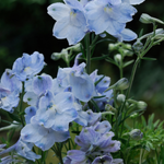 arabic flower name list
