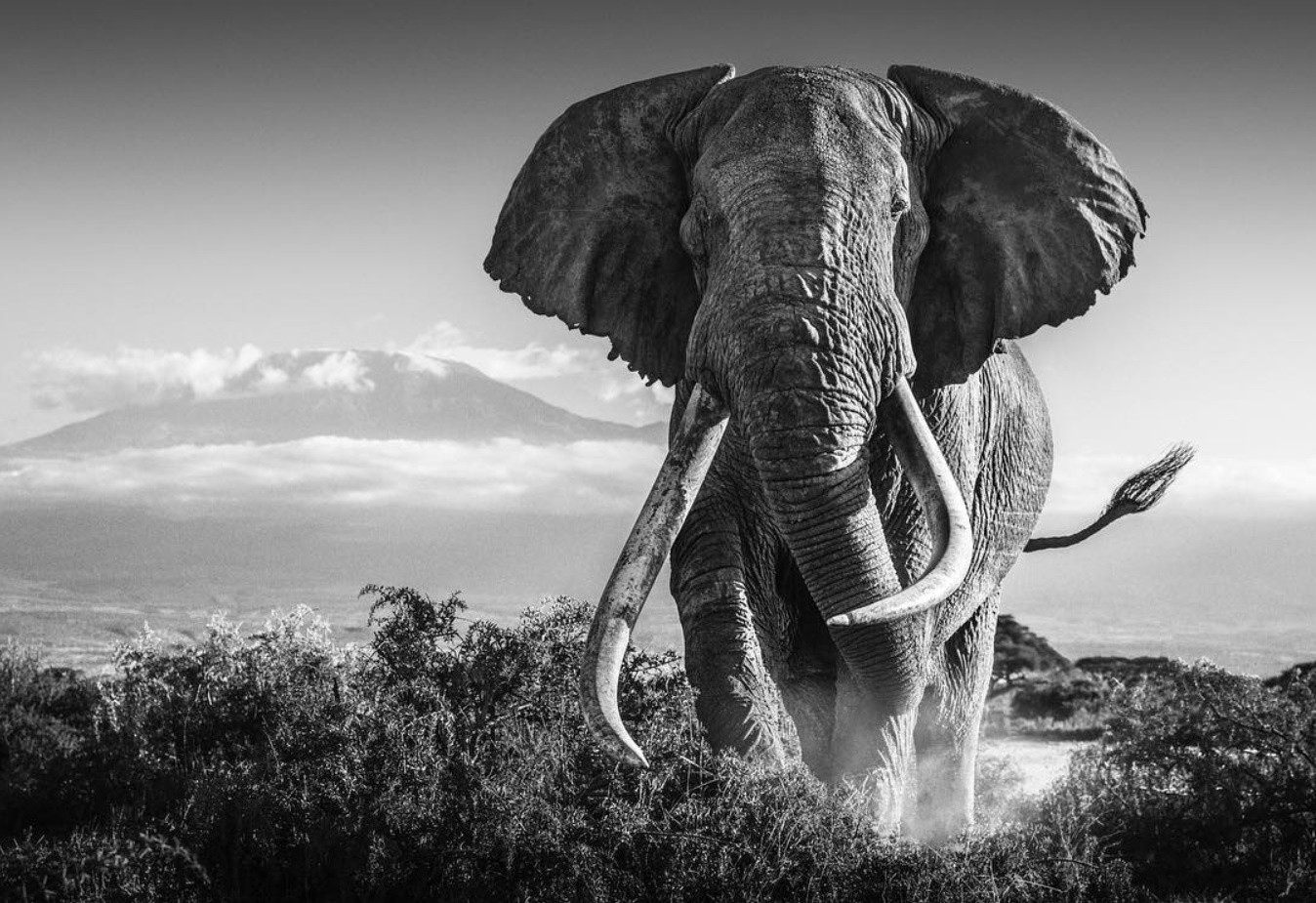 In one of his most iconic wild encounters, David Yarrow, wildlife photographer, created these elephant prints, 'Africa,' by getting close to a giant elephant.