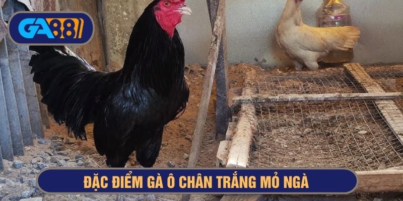 Gà có lông đen tuyền, chân màu trắng và mỏ ngả vàng