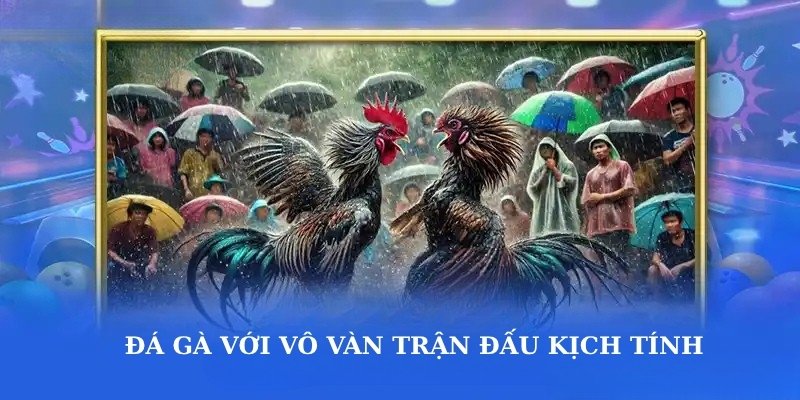 Đá gà 9bet với vô vàn trận đấu kịch tính 
