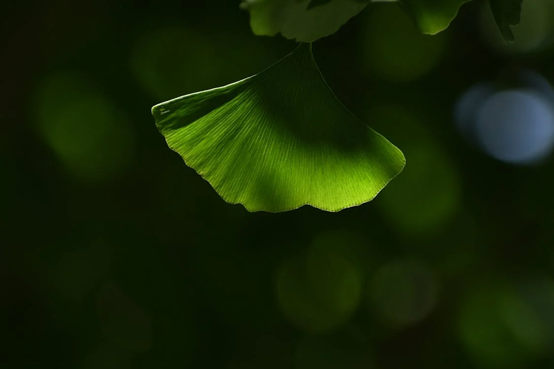 ginkgo biloba leaf