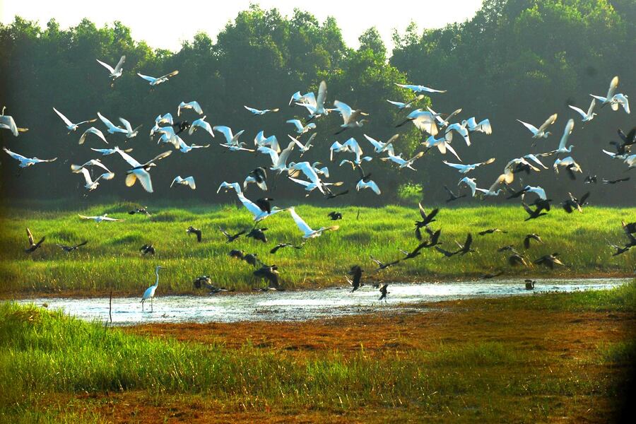 Cranes are listed in the Vietnam Red Data Book. Source: THD Tourist 