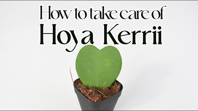 How to Take Care of Hoya Kerrii