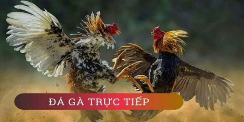 Đá gà trực tiếp là gì?