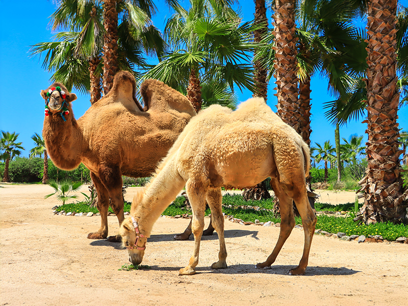 Two camels walking