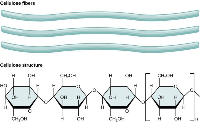 CHỦ ĐỀ 2: CARBOHYDRATEBÀI 3. GIỚI THIỆU VỀ HYDROCARBON