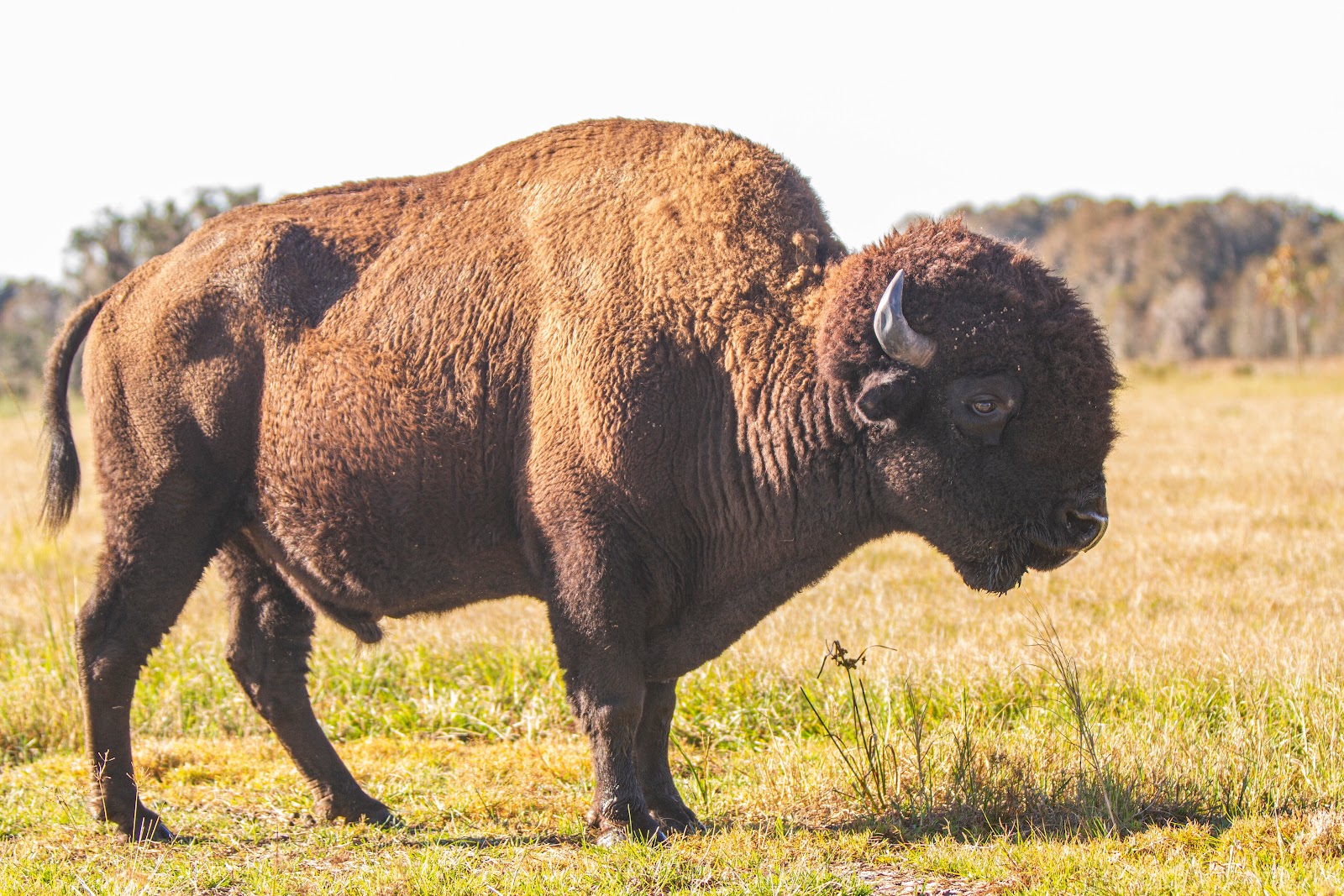 A large bison standing in an open grassy field under a clear sky at Wild Florida’s Drive-Thru Safari.