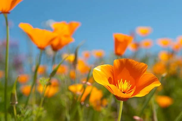10 Peaceful Escapes Through the Lens of Nature, nature escape, peaceful lens, nature, landscape, travel peace, scenic getaways