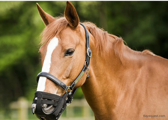 Best Grazing Muzzle for Horses