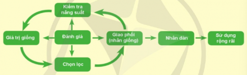 BÀI 7. NHÂN GIỐNG VẬT NUÔIMỞ ĐẦUCâu 1: Dựa vào hình 7.1, hãy cho biết ý nghĩa của công việc nhân giống vật nuôi trong công tác giốngGiải nhanh:Nhân đàn, tăng số lượng vật nuôi, tăng năng suất sản xuấtCâu 2: Hãy kể tên các phương pháp nhân giống vật nuôi.Giải nhanh:Có 2 phương pháp: Nhân giống thuần chủng, lai giống1. NHÂN GIỐNG THUẦN CHỦNGCâu 1: Nhân giống thuần chủng là gì? Cho ví dụGiải nhanh:- Dùng những cá thể đực và cá thể cái của cùng một giống cho giao phối với nhau để tạo ra thế hệ con chỉ mang những đặc điểm của một giống ban đầu duy nhất.Ví dụ: quá trình lai tạo giữa hai con chó cùng giống Labrador Retriever để tạo ra một thế hệ mới có đặc tính giống hệt cha mẹCâu 2: Hãy quan sát Hình 7.2 và cho biết mục đích của nhân giống thuần chủngGiải nhanh:Tăng số lượng cá thể của giống; bảo tồn quỹ gene vật nuôi bản địa Câu 3: Những cơ sở giống nào thường sử dụng phương pháp nhân giống thuần chủng? Giải nhanh:Giống mới nhập về, giống gây thành có số lượng ít, có nguy cơ tuyệt chủng.2. LAI GIỐNG2.1. Khái niệmCâu 1: Thế nào là lai giống và mục đích của lai giống?Giải nhanh:- Giao phối con đực với con cái khác giống nhằm tạo ra con lai mang những đặc điểm di truyền mới tốt hơn bố mẹ- Tạo được ưu thế lai, tăng sức sống, tăng hiệu quả chăn nuôiCâu 2: Vì sao con lai F1 của bò HF (con lai được tạo ra từ bò đực HF và bò cái Sind) lại thích nghi rộng với nhiều vùng khí hậu ở Việt Nam?Giải nhanh:Thừa các đặc tính tốt từ cả hai giống bố mẹ. Câu 3: Hãy nêu ví dụ về lai giống vật nuôi.Giải nhanh: Lai giống gà Plymouth Rock và gà Leghorn: Khi lai giống giữa hai giống gà này, con lai được sinh ra có đặc tính đa dạng, bao gồm cả sự chịu đựng tốt với điều kiện khí hậu khác nhau và khả năng đẻ trứng nhiều hơn so với gà Leghorn.2.2. Mục đích của lai giốngCâu 1: Mục đích của lai giống là gì? Giải nhanh: Tạo được ưu thế lai, tăng hiệu quả chăn nuôi.Câu 2: Có những phương pháp lai giống vật nuôi nào?Giải nhanh: Lai kinh tế, lai cải tiến, lai cải tạo, lai xa2.3. Một số phương pháp lai giốngCâu 1: Lai kinh tế là gì? Vì sao không dùng con lai kinh tế để làm giống?Giải nhanh: - Lai giữa các cá thể khác giống để tạo ra con lai có khả năng sản xuất cao hơn.- Không thể truyền lại đặc tính của nó cho thế hệ tiếp theo. Câu 2: Dựa vào hình 7.3 và hình 7.4, hãy so sánh hình thức lai kinh tế đơn giản và lai kinh tế phức tạpGiải nhanh: Lai kinh tế đơn giản là hình thức lai giữa 2 giống với nhauLai kinh tế phức tạp là hình thức lai giữa ba giống trở lênCâu 3: Hãy nêu khái niệm và đặc điểm của phương pháp lai cải tiếnGiải nhanh: - Chọn một giống mang đặc điểm tốt để cho lai với giống đang chưa hoàn thiện - Giống đi cải tiến chỉ được dùng một lần để tạo con lai F1.Câu 4: Vì sao trong quá trình lai cải tiến cần cho con lại F1 lai trở lại với giống cần cải tiến một hoặc nhiều lần?Giải nhanh: Khi lai con lai F1 với giống thuần chủng A hoặc B, các đặc tính của giống thuần chủng sẽ được truyền lại cho thế hệ lai tiếp theo (F2) và các đặc tính kết hợp không mong muốn sẽ được loại bỏ.Câu 5: Dựa vào hình 7.5 và 7.6, hãy so sánh lai cải tiến với lai cải tạo.Giải nhanh: Lai cải tiếnLai cải tạo- Một giống vật nuôi cơ bản đã đáp ứng đủ yêu cầu, tuy nhiên vẫn còn một vài đặc điểm chưa tốt cần được cải tiến- Giống cải tiến (con lai) cơ bản giữ được đặc điểm của giống và được bổ sung thêm đặc điểm cần có của giống đi cải tiến- Một giống chỉ có được một số đặc điểm tốt, tuy nhiên vẫn còn nhiều đặc điểm chưa tốt cần phải cải tạo để giống vật nuôi trở nên hoàn thiện- Giống cải tạo (con lai) mang rất ít đặc điểm của giống cần cải tạo và được bổ sung rất nhiều đặc điểm của giống đi cải tạo.Câu 6: Lai xa là gì? Cho ví dụ.Giải nhanh: Lai giữa các cá thể của hai loài khác nhau với mục đích tạo ra ưu thế lai với những đặc điểm tốt hơn bố mẹVí dụ: Ngựa cái lai với lừa đực tạo ra con laCâu 7: Ở địa phương em, người ta sử dụng những phương pháp nào để nhân giống vật nuôi?Giải nhanh: Phương pháp nhân giống thuần chủng để nhân giống vật nuôi.3. ỨNG DỤNG CÔNG NGHỆ SINH HỌC TRONG NHÂN GIỐNG VẬT NUÔI3.1. Thụ tinh nhân tạoCâu 1: Thụ tinh nhân tạo là gì? Hãy nêu ý nghĩa của thụ tinh nhân tạo trong hoạt động chăn nuôi.Giải nhanh: Lấy tinh dịch từ con đực để pha loãng và bơm vào đường sinh dục của con cái.Nâng cao năng suất, chất lượng đàn vật nuôi và hiệu quả chăn nuôi 3.2. Thụ tinh trong ống nghiệmCâu 1: Hãy quan sát hình 7.9 và nêu thứ tự đúng của các bước trong quy trình thụ tinh trong ống nghiệm cho vật nuôi ở Bảng 7.1Giải nhanh: Các công việcThứ tự các công việcCấy phôi vào cơ thể vật nuôi6Hút trứng từ buồng trứng của con cái, nuôi trứng trưởng thành1Cho trứng và tinh trùng thụ tinh4Lấy tinh trùng từ con đực3Nuôi cấy phôi5Nuôi cấy trứng trong phòng thí nghiệm2  3.3. Cấy truyền phôiCâu 1: Hãy nêu khái niệm cấy truyền phôi. Có bao nhiêu kĩ thuật cấy truyền phôi? Giải nhanh: Quá trình đưa phôi từ cá thể cái này vào cá thể cái khác; phôi vẫn sống và phát triển bình thường trong cơ thể cái nhận phôi2 kỹ thuật cấy truyền phôi: kỹ thuật gây rụng nhiều trứng và kỹ thuật phân tách phôi.Câu 3: Quan sát hình 7.10, hình 7.11 và nêu các bước trong quy trình cấy truyền phôi.Giải nhanh: B1: Chọn bò cho phôiB2: Chọn bò nhận phôiB3: Gây động dục đồng loạtB4: Gây rụng nhiều trứng ở bò cho phôiB5: Bò nhận phôi động dụcB6: Phối giống bò cho phôi với đực giống tốtB7: Thu hoạch phôiB8: Cấy phôi cho bò nhậnB9: Bò cho phôi trở lại bình thường chờ chu kỳ sinh sản tiếp theoB10: Bò nhận phôi có chửaB11: Đàn con mang tiềm năng di truyền tốt của bò cho phôi3.4. Nhân bản vô tínhCâu 1: Hãy nêu quy trình để tạo ra những con lợn Ỉ nhân bản có trong hình 7.12Giải nhanh: B1: Thu tế bào soma (tế bào cho) từ mô tai lợn cần được nhân bảnB2: Thu và nuôi thành thục tế bào trứng từ buồng trứng lợn lò mổB3: Loại nhân tế bào trứng lợn sau nuôi thành thục B4: Dung hợp tế bào cho với tế bào trứng đã loại nhân tạo thành phôi lợn nhân bảnB5: Phôi lợn nhân bản được cấy chuyển vào lợn nhânB6: Lợn nhân bản được sinh ra có DNA giống với lợn cho tế bào somaCâu 2: Hãy lựa chọn các nội dung phù hợp với những ứng dụng công nghệ sinh học trong nhân giống ở Bảng 7.2Giải nhanh: Nội dungPhương pháp nhân giống ứng dụng công nghệ sinh họcThụ tinh nhân tạoThụ tinh trong ống nghiệmCấy truyền phôiNhân bản vô tínhTạo ra những cá thể giống hệt nhau về mặt di truyền   xĐưa phôi vào các con cái khác nhau  x Hỗ trợ sinh sản bằng cách lấy tinh dịch từ con đực để pha loãng và bơm vào đường sinh dục của con cáix   Trứng và tinh trùng được kết hợp với nhau trong môi trường ống nghiệm x  Tạo ra nhiều phôi, từ đó phổ biến nhanh những đặc điểm tốt của vật nuôi để phục vụ sản xuất x  Phổ biến những đặc tính tốt của con cái  x Phổ biến những đặc điểm tốt của con đực giống cho đàn conx   VẬN DỤNG