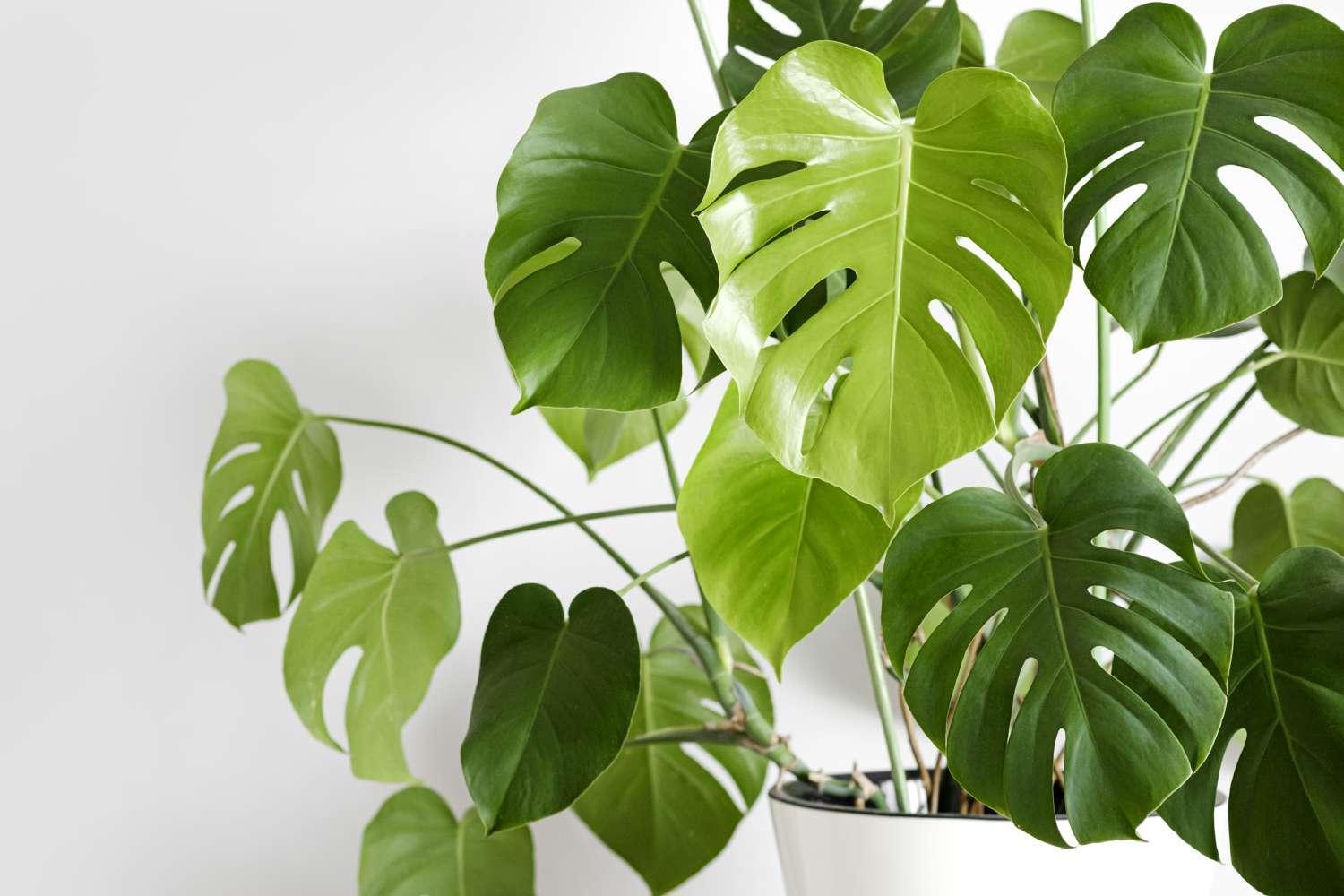 Monstera Plants