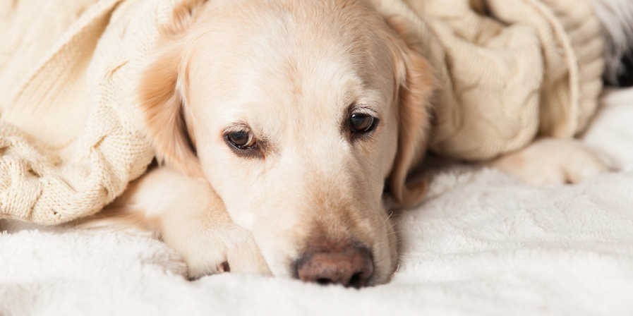 Cold Weather Mistakes to Avoid with Your Dog