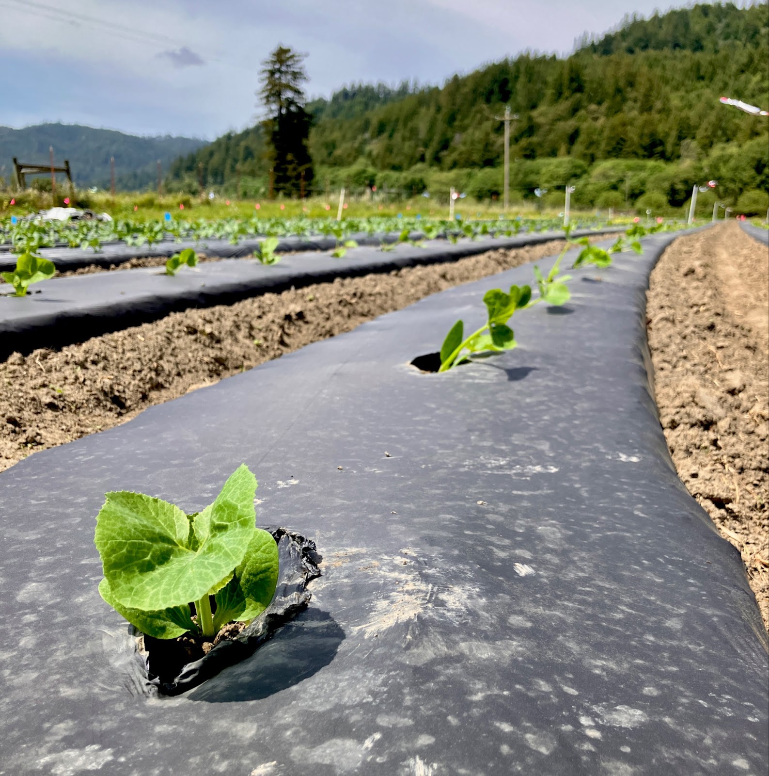 Recently transplanted Dark Star Zucchini at the CR Shively Farm in Humboldt County, California. Photo courtesy of Molly Travis (OSA)