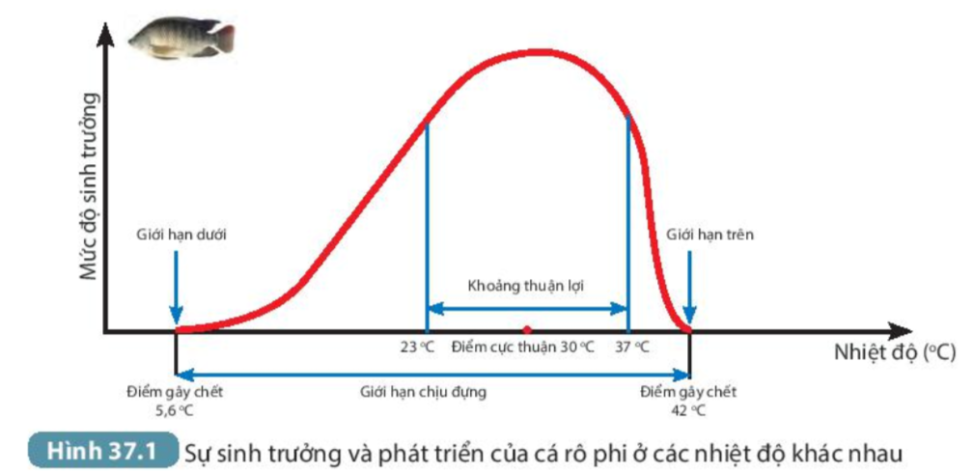 BÀI 37. ỨNG DỤNG SINH TRƯỞNG VÀ PHÁT TRIỂN Ở SINH VẬT VÀO THỰC TIỄNMỞ ĐẦUCâu hỏi: Muốn thúc đẩy quá trình sinh trưởng, phát triển ở vật nuôi và cây trồng để thu được năng suất cao, chúng ta cần làm gì?Đáp án chuẩn:Tạo môi trường sống phù hợp, thuận lợi, cung cấp đủ các chất dinh dưỡng cần thiết cho cây phát triển.I. CÁC NHÂN TỐ CHỦ YẾU ẢNH HƯỞNG ĐẾN SINH TRƯỞNG VÀ PHÁT TRIỂN Ở SINH VẬT1. Nhiệt độQuan sát Hình 37.1 và thực hiện các yêu cầu sau:Câu 1: Nhận xét mức độ sinh trưởng và phát triển của cá rô phi ở các mức nhiệt độ khác nhau, từ đó cho biết nhiệt độ có ảnh hưởng như thế nào tới sự sinh trưởng và phát triển của sinh vậtĐáp án chuẩn:Mức độ sinh trưởng và phát triển của cá rô phi không giống nhau ở các mức nhiệt độ khác nhau → nhiệt độ ảnh hưởng đến sinh trưởng và phát triển của sinh vật.Câu 2: Nhiệt độ thuận lợi nhất cho sự sinh trưởng và phát triển của cá rô phi là bao nhiêu? Nhiệt độ quá cao hoặc quá thấp so với nhiệt độ cực thuận có ảnh hưởng như thế nào tới mức độ sinh trưởng và phát triển của sinh vật?Đáp án chuẩn:Nhiệt độ thuận lợi: 23oC đến 37oC.  Nhiệt độ quá cao hoặc quá thấp → giảm sự sinh trưởng và phát triển của sinh vật hoặc có thể làm cho sinh vật chết.2. Ánh sángCâu 1: Nhiều loài động vật có tập tính phơi nắng (Hình 37.2), tập tính này có tác dụng gì đối với sự sinh trưởng và phát triển của chúng?Đáp án chuẩn:Giúp động vật hấp thu thêm nhiệt từ môi trường và giảm sự mất nhiệt trong những ngày trời rét, tập trung các chất để xây dựng cơ thể, sinh trưởng và phát triển.Câu 2: Giải thích vì sao nên cho trẻ nhỏ tắm nắng vào sáng sớm hoặc chiều muộnĐáp án chuẩn:Vì ánh nắng lúc sáng sớm và chiều muộn giúp cơ thể trẻ tổng hợp vitamin D – đóng vai trò quan trọng trong việc hấp thụ calcium để hình thành xương. 3. NướcCâu hỏi: Nước có ảnh hưởng tới quá trình sinh trưởng và phát triển ở sinh vật như thế nào? Vì sao nước có thể ảnh hưởng tới quá trình này?Đáp án chuẩn:- Nếu thiếu nước, quá trình sinh trưởng và phát triển của sinh vật sẽ bị chậm hoặc ngừng lại, thậm chí là chết.- Vì nước là chất tham gia, là dung môi diễn ra các phản ứng sinh hóa của quá trình trao đổi chất và chuyển hóa năng lượng. 4. Chất dinh dưỡngCâu 1: Chất dinh dưỡng có ảnh hưởng tới sinh trưởng và phát triển của sinh vật như thế nào? Cho ví dụĐáp án chuẩn:Thiếu chất dinh dưỡng, sự sinh trưởng và phát triển của sinh vật bị ức chế. Thừa chất dinh dưỡng, quá trình sinh trưởng và phát triển cũng bị ảnh hưởng. Ví dụ: Nếu thiếu protein, động vật sẽ chậm lớn, gầy yếu, sức đề kháng kém.Câu 2: Giải thích vì sao chế độ dinh dưỡng lại có thể tác động tới sự sinh trưởng và phát triểnĐáp án chuẩn:Vì các chất dinh dưỡng là nguyên liệu để tổng hợp các chất hữu cơ cho cơ thể và cung cấp năng lượng cho các hoạt động sống của động vật.II. Ứng dụng sinh trưởng và phát triển trong thực tiễn1. Ứng dụng sinh trưởng và phát triển trong trồng trọta. Điều khiện sinh trưởng và phát triển bằng các yếu tố bên ngoàiCâu 1: Nêu các biện pháp điều kiển sinh trưởng, phát triển ở thực vật trong hình 37.3 và tác dụng của từng biện pháp. Kể thêm các biện pháp khác mà em biếtĐáp án chuẩn:- Chiếu sáng nhân tạo: Cung cấp ánh sáng thích hợp cho sự sinh trưởng và phát triển của cây trồng.- Ủ rơm chống rét: Ủ ấm cho cây, giúp cây tập trung năng lượng để sinh trưởng và phát triển.- Bón phân cung cấp dinh dưỡng cho cây.- Tưới nước: Cung cấp nước cho các hoạt động sống của cây.- Biện pháp: Làm đất kĩ trước khi trồng cây, trồng cây đúng vụ,...Câu 2: Người trồng rừng đã điều khiển quá trình sinh trường của cây lấy gỗ bằng cách để mật độ dày khi cây còn non và khi cây đã đạt đến chiều cao mong muốn thì tỉa bớt. Giải thích ý nghĩa của việc làm này.Đáp án chuẩn:Ý nghĩa: kích thích cây phát triển về chiều cao, thẳng. Khi cây đã đạt đến chiều cao mong muốn thì tỉa bớt để cây phát triển đường kính thân.b. Điều khiển sinh trưởng và phát triển bằng các nhân tố bên ngoàiCâu hỏi: Đọc thông tin ở mục 1b, lựa chọn loại hormone phù hợp cho các đối tương trong bảng bằng cách đánh dấu X vào ô tương ứng và nêu lợi ích của việc sử dụng loại hormone đó rồi hoàn thành bảng theo mẫu bên:Đáp án chuẩn:Đối tượng thực vậtHoromne kích thíchHormon ức chếLợi íchCây lấy sợi, lấy gỗx Kích thích tăng chiều cao cây trồngCây quất cảnh xKìm hãm sự phát triển của thân và lá duy trì hình dáng của cây quất cảnhHành, tỏi khoai tây xKìm hãm sự nảy mầm củ để bảo quản2. Ứng dụng sinhh trưởng và phát triển trong chăn nuôiCâu 1: Những hiểu biết về sinh trưởng và phát triển ở sinh vật đã được con người ứng dụng như thế nào trong chăn nuôi? Vì sao?Đáp án chuẩn:Ứng dụng chăm sóc vật nuôi, vệ sinh chuồng trại thường xuyên, chống rét cho vật nuôi,... để vật nuôi sinh trưởng và phát triển tốt, cho năng suất cao.Câu 2: Khi sử dụng các chất kích thích sinh trưởng trong chăn nuôi chúng ta cần chú ý điều gì? Vì sao?Đáp án chuẩn:Tuân theo các nguyên tắc nhất định về liều lượng, thời điểm, đối tượng. Vì sử dụng quá nhiều chất kích thích cho động vật sẽ kiến mức độ tồn dư trong cơ thể vật nuôi nhiều sẽ ảnh hưởng tới sức khỏe con người.III. ỨNG DỤNG SINH TRƯỞNG VÀ PHÁT TRIỂN Ở SINH VẬT TRONG PHÒNG TRỪ SINH VẬT GÂY HẠI