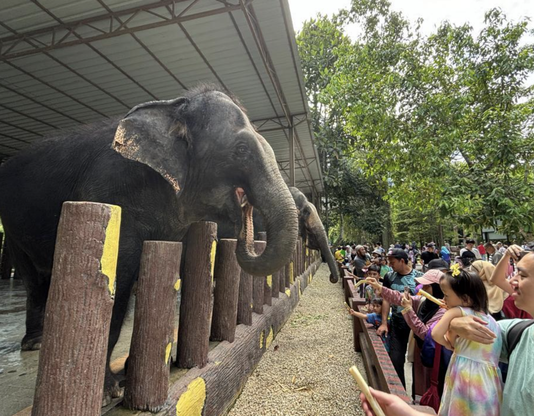 A group of people watching an elephant

Description automatically generated