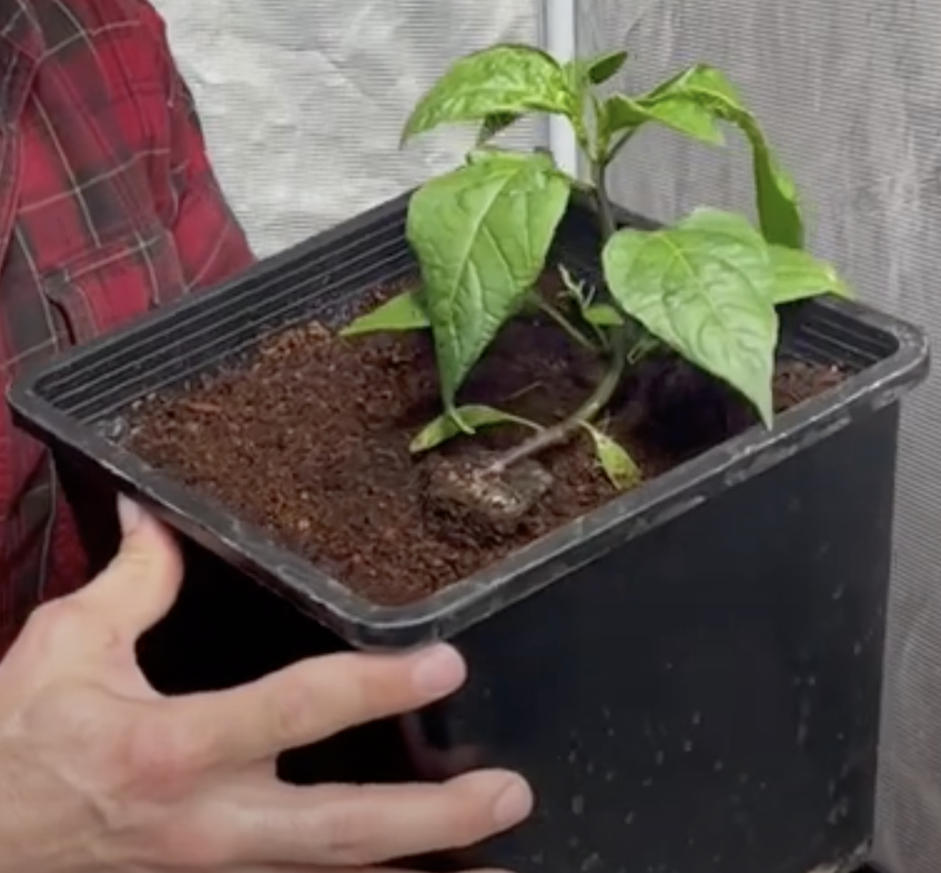 grow your own jalapenos at home