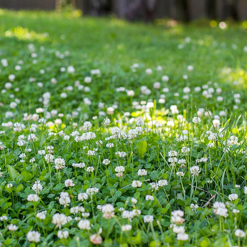 Dutch White Clover