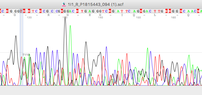 Non-readable Sanger sequencing results due to impurities and contamination.