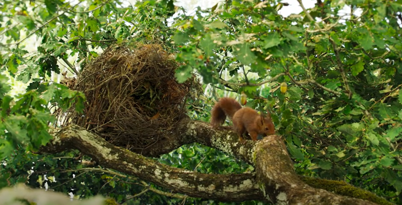 Immagine che contiene albero, aria aperta, ramo, mammifero