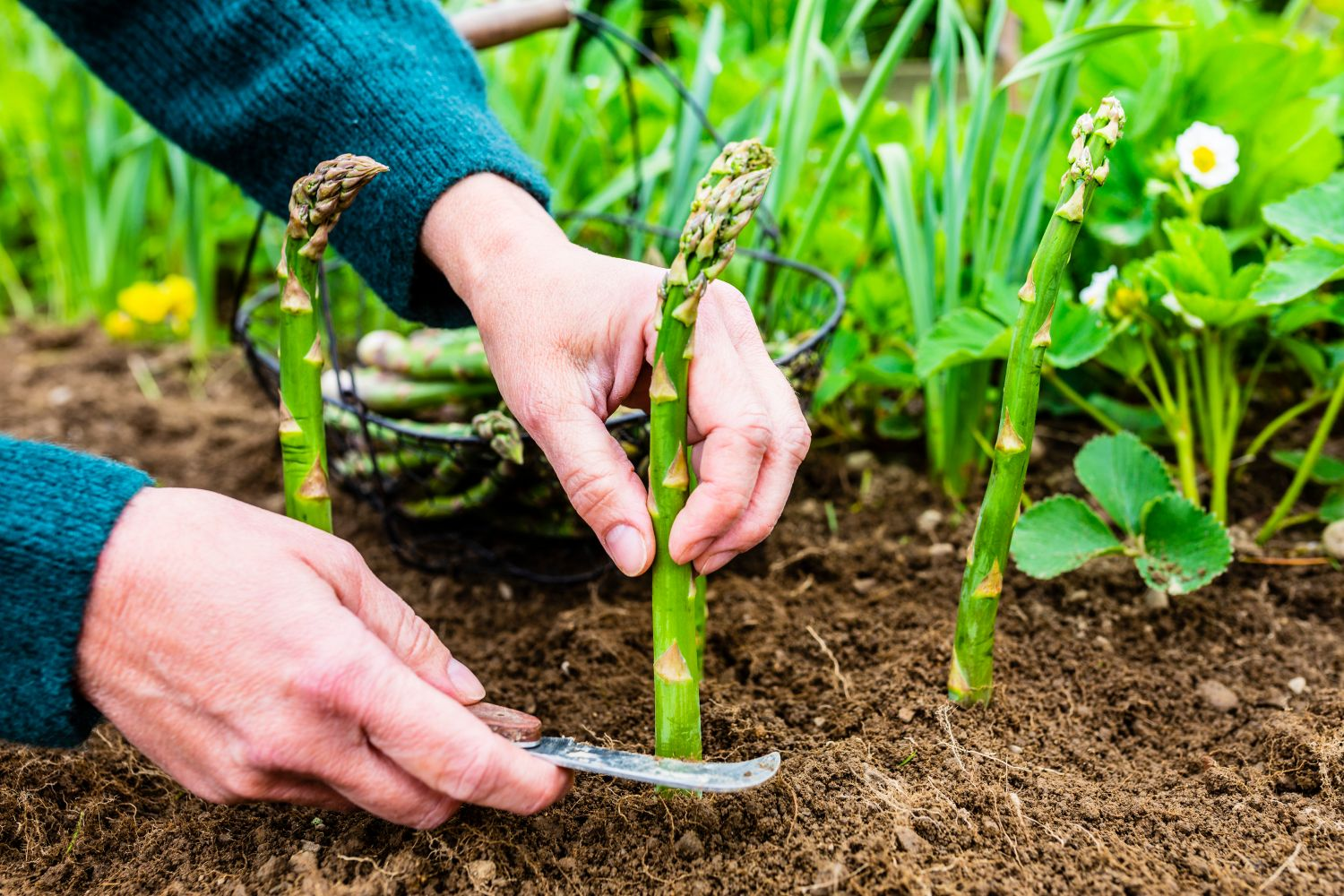 Harvesting Asparagus