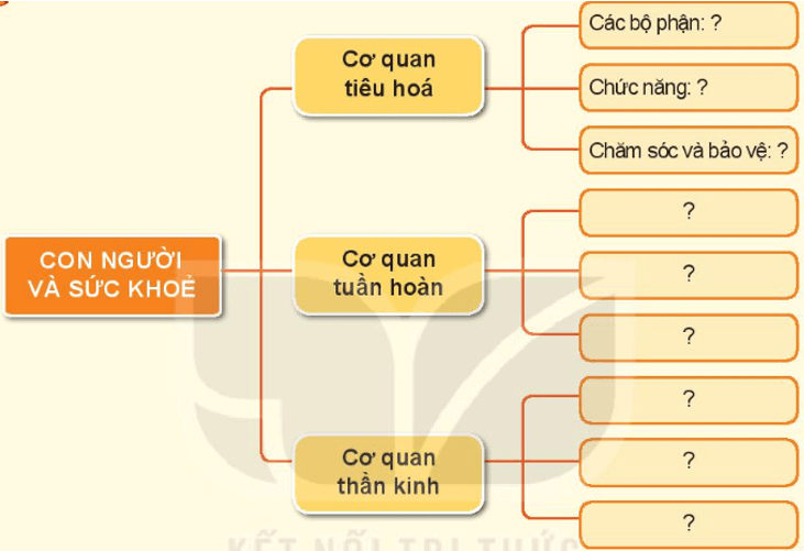 BÀI 25. ÔN TẬP VỀ CHỦ ĐỀ CON NGƯỜI VÀ SỨC KHỎETHỰC HÀNHCâu 1: Hoàn thành sơ đồ theo gợi ý sau và chia sẻ với các bạn.Đáp án chuẩn:Câu 2: Lựa chọn, sắp xếp những thẻ chữ về thức ăn, đồ uống ở bảng dưới đây vào hai nhóm có lợi và không có lợi cho cơ quan tiêu hóa, tuần hoàn, thần kinh. Vì sao em lại sắp xếp như vậy?Đáp án chuẩn:Thức ăn, đồ uống có lợi Thức ăn đồ uống không có lợi Cơm trắng, bánh mì, phở, canh cua, sữa, nộm dưa chuột, cà chua, canh cá, đậu sốt cà chua, tôm rang thịt, nước hoa quả tươi, lạc rang, rau củ quả luộc, cá kho, chè hạt sen, nước đã đun sôi, thịt bò xào, súp bí đỏ.Gà rán, pho mát, bim bim, khoai tây chiên, xúc xích, cà phê, nước ngọt có ga, kem - Lý do: Những nguyên liệu tự nhiên, không có nhiều dầu mỡ sẽ không ảnh hưởng xấu đến sức khỏe, còn những nguyên liệu chiên rán và đồ hộp sẵn sẽ không đảm bảo cho sức khỏe.VẬN DỤNG