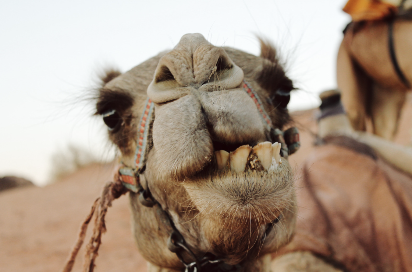 Camel making a funny face with visible teeth and fuzzy lips.