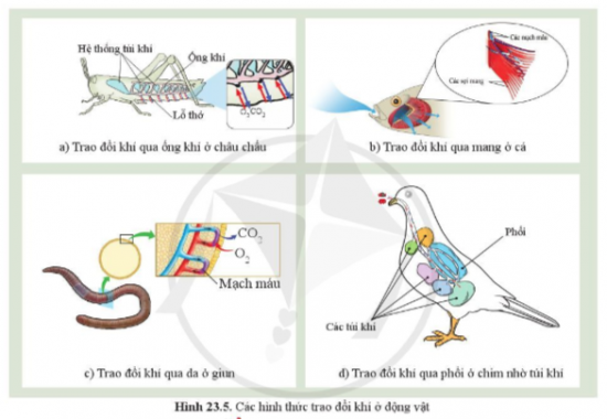 BÀI 23. TRAO ĐỔI KHÍ Ở SINH VẬT MỞ ĐẦUCâu hỏi: Tế bào trong cơ thể cần khí oxygen và thải khí carbon dioxide trong quá trình hô hấp. Cơ thể đảm bảo quá trình đó bằng cách nào và do cơ quan nào thực hiện?Đáp án chuẩn:Cơ thể chúng ta lấy O2 nhờ hít vào và thải CO2 nhờ thở ra với hệ hô hấp.I. KHÁI NIỆM TRAO ĐỔI KHÍ Ở SINH VẬTCâu 1: Quan sát hình 23.1, mô tả sự trao đổi khí ở sinh vậtĐáp án chuẩn:O2 khuếch tán từ môi trường qua bề mặt trao đổi khí vào cơ thể → các tế bào thực hiện hô hấp → tạo ra CO2, nồng độ CO2 trong tế bào cao khiến CO2 khuếch tán từ tế bào ra. CO2 được vận chuyển đến bề mặt trao đổi khí rồi được khuếch tán ra ngoài môi trường.Câu hỏi 1: Sự trao đổi khí và hô hấp tế bào ở cơ thể sinh vật có liên quan như thế nào?Đáp án chuẩn:Hô hấp tế bào phân giải các chất hữu cơ để giải phóng năng lượng cung cấp cho hoạt động trao đổi khí. Trao đổi khí cung cấp O2 – nguyên liệu cho hô hấp tế bào đồng thời đào thải CO2 ra ngoài.II. TRAO ĐỔI KHÍ Ở THỰC VẬT1. Cấu tạo và chức năng của khí khổngCâu 2: Quan sát hình 23.2, cho biết chất nào đi vào và chất nào đi ra qua khí khổng trong quang hợp?Đáp án chuẩn:- Chất đi vào: CO2.- Chất đi ra: O2 và nướcCâu 3: Cho biết khí khổng có ở mặt trên hay mặt dưới của lá cây.Đáp án chuẩn:Có ở hai mặt nhưng tập trung chủ yếu ở mặt dưới của lá cây.Câu 4: Quan sát hình 23.3, mô tả cấu tạo của khí khổng. Chức năng khí khổng là gì?Đáp án chuẩn:- 2 tế bào hình hạt đậu, xếp úp vào nhau, có thành trong dày và thành ngoài mỏng., chứa nhiều lục lạp, không bào và nhân.- Khí khổng thực hiện quá trình trao đổi khí và thoát hơi nước cho cây.Thí nghiệm: Quan sát khí khổng.Mô tả và vẽ hình dạng của khí khổng quan sát được.Đáp án chuẩn:Cấu tạo: hai tế bào hình hạt đậu, xếp úp vào nhau.Hình dạng:Tìm hiểu thêm: Tìm hiểu vì sao ở những loài cây có lá nổi trên mặt nước (ví dụ cây súng) thì khí khổng chỉ có ở mặt trên của lá cây.Đáp án chuẩn:Vì trong quá trình trao đổi khí có sự thoát hơi nước, khí khổng ở trên sẽ giúp thoát hơi nước diễn ra dễ hơn và các khí có thể trao đổi dễ dàng ra vào khí khổng hơn.2. Quá trình trao đổi khí qua khí khống ở lá câyCâu 5: Mô tả sự trao đổi khí diễn ra ở lá cây. Nêu ảnh hưởng của môi trường tới trao đổi khí trong quang hợp ở lá cây.Đáp án chuẩn:- Khi cây quang hợp: CO2 khuếch tán từ ngoài vào lá, O2 khuếch tán từ trong lá ra ngoài. Trong hô hấp: O2 đi vào, CO2 đi ra.- Ánh sáng, nhiệt độ, hàm lượng nước, nồng độ O2/CO2,… Câu hỏi 2: Quan sát hình 23.4, cho biết quá trình trao đổi khí trong quang hợp và hô hấp của thực vật như thế nào theo gợi ý ở bảng 23.1Đáp án chuẩn:Quá trình trao đổi khíKhí được trao đổiThời gian diễn raOxygenCarbon dioxideBan đêmBan ngàyLấy vàoThải raLấy vàoThải raQuang hợp xx  xHô hấpx  xx  III. TRAO ĐỔI KHÍ Ở ĐỘNG VẬTCâu 6: Cho biết cơ quan nào thực hiện quá trình trao đổi khí ở động vật?Đáp án chuẩn:Ống khí, mang, da, phổi...Câu 7: Quan sát hình 23.5, quá trình trao đổi khí ở cá, châu chấu, ếch và chim là gì?Đáp án chuẩn:Cá: mangChâu chấu: ống khíẾch: daChim: túi khíCâu hỏi 3: Vì sao khi bắt giun đất để trên bề mặt: đất khô ráo thì giun đất nhanh bị chết?Đáp án chuẩn:Vì giun đất hô hấp qua bề mặt da. Trong điều kiện khô ráo, da giun bị khô, O2 và CO2 không khuếch tán qua da, giun không thể hô hấp nên bị chết.2. Quá trình trao đổi khí ở động vậtCâu 8: Sự trao đổi khí giữa cơ thể người với môi trường được thực hiện như thế nào?Đáp án chuẩn:Trao đổi khí thông qua hệ hô hấp và sự phối hợp của hệ tuần hoàn.Câu 9: Quan sát hình 23.6, mô tả con đường đi của khí qua các cơ quan của hệ hô hấp ở người?Đáp án chuẩn:Khi hít vào, O2 được đưa vào phổi đến tận phế nang → trao đổi khí giữa phế nang và mạch máu. O2 đi vào máu và được vận chuyển đến các tế bào. CO2 từ máu về phế nang và thải ra ngoài môi trường.Câu hỏi 4: Phân biệt trao đổi khí ở động vật và thực vật theo nội dung gợi ý như bảng 23.2Đáp án chuẩn:Tiêu chíThực vậtĐộng vậtCơ quan trao đổi khí Khí khổng Ống khí, mang, da, phổi,…Đường đi của khíCO2 khuếch tán từ ngoài vào lá, O2 khuếch tán từ trong lá ra môi trường.Khi hít vào, O2 được đưa vào phổi đến tận phế nang → trao đổi khí. O2 đi vào máu đến các tế bào. CO2 từ máu về phế nang và thải ra ngoài môi trường.Cơ chế trao đổi khíKhuyếch tán.Nhờ các cơ quan thực hiện quá trình hô hấp.Chất khí trao đổi giữa cơ thể với môi trườngO2 và CO2O2, CO2 và các khí khác.Vận dung 1Câu hỏi: Vì sao mở nắp mang cá có thể biết cá còn tươi hay không?Đáp án chuẩn:Vì mang là bộ phận hô hấp ở cá. Nếu cá còn tươi → hô hấp vẫn diễn ra, mang có màu đỏ hồng. Vận dụng 2Câu hỏi: Vì sao sơn kín da ếch thì ếch sẽ chết sau một thời gian?Đáp án chuẩn:Khi sơn kín da ếch → da ếch bị khô không thể trao đổi khí → Ếch bị thiếu O2 và tích tụ CO2 → chết dần.Vận dụng 3