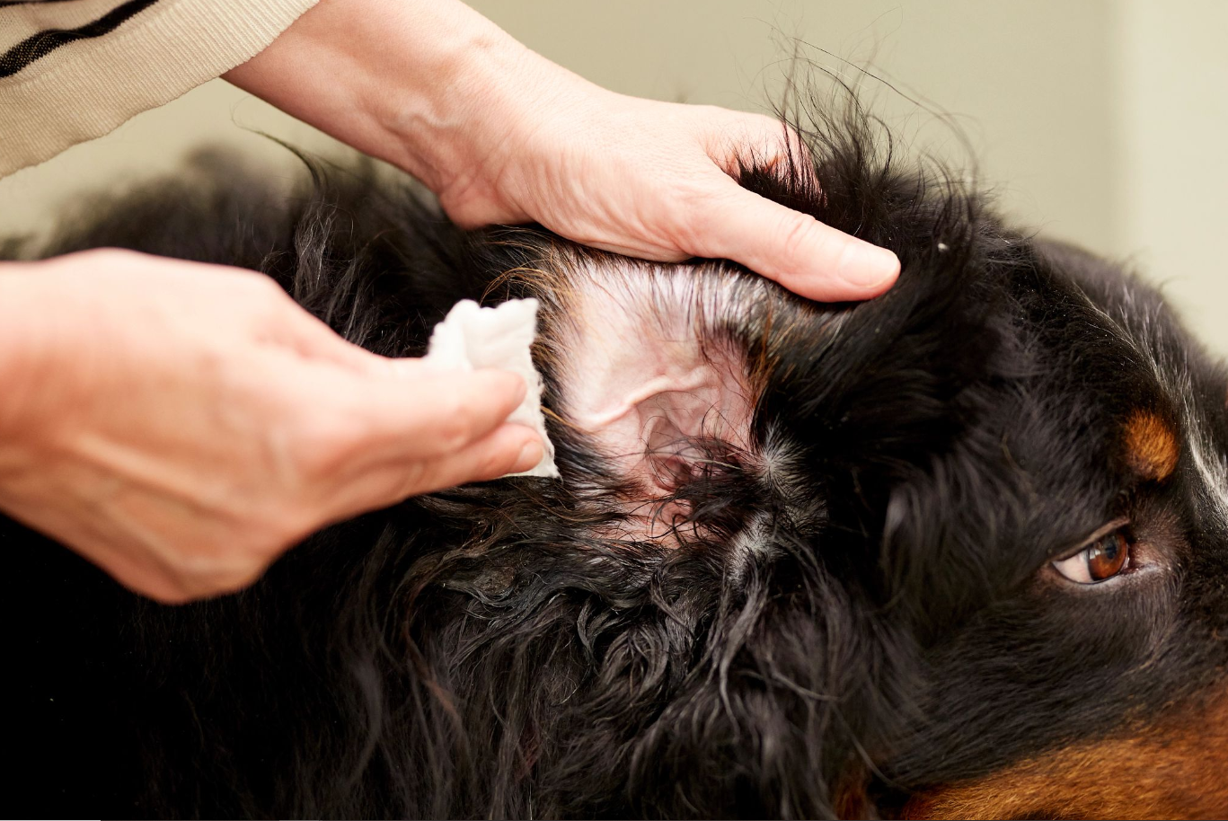 Bernese Mountain Dog having it's ears cleaned.