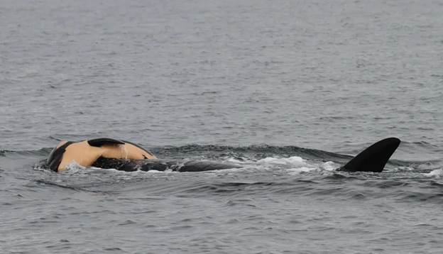 A whale swimming in the water

AI-generated content may be incorrect.