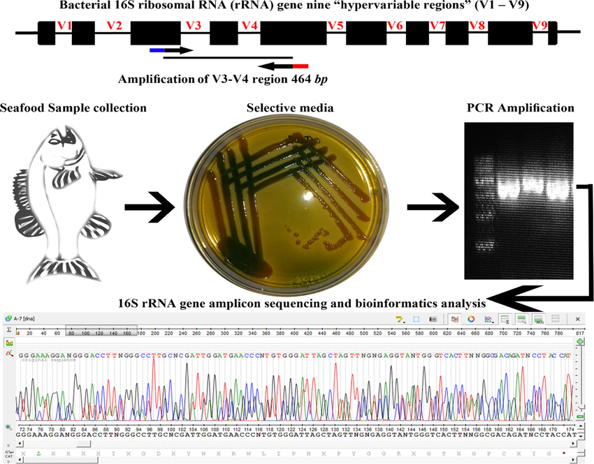 Core Significance of 16S rRNA in Species Identification