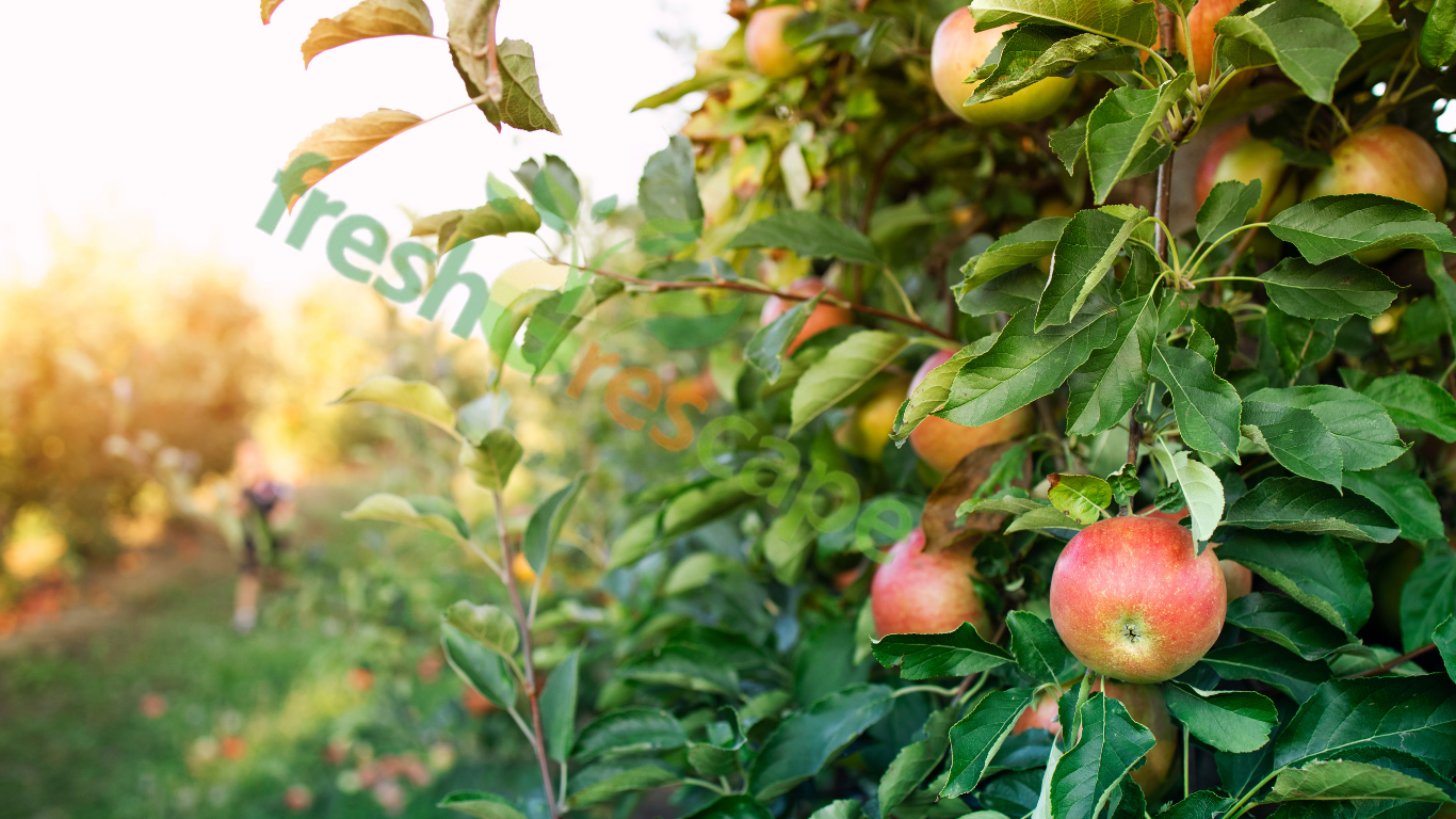 apple-tree