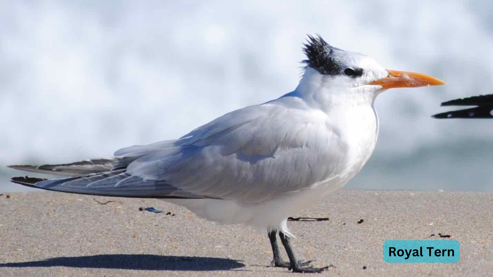 Royal Tern