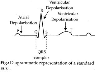 NCERT Solutions For Class 11 Biology Body Fluids and Circulation Q14