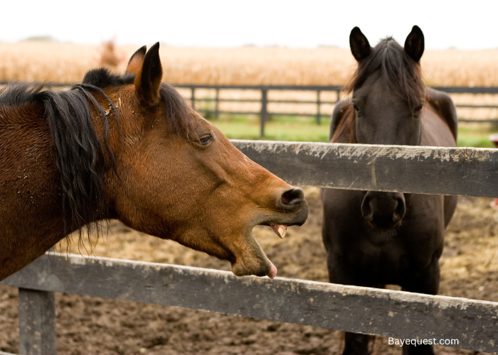 Why is My Horse Coughing