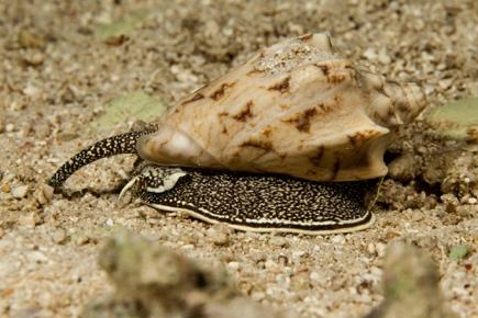 First aid for bites and stings: Cone snail - myDr.com.au