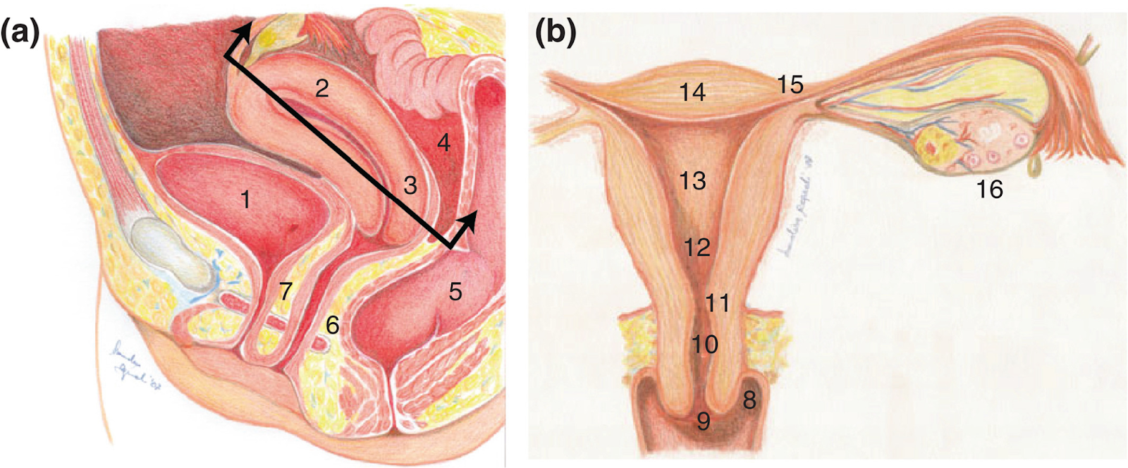 Anatomical images of the human uterus. On the left side is a sideways view, and the right side features a front view.