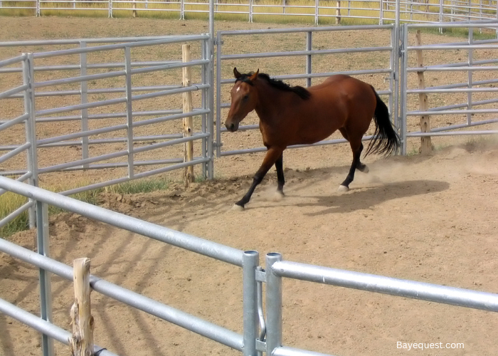 Horse Pole Exercises