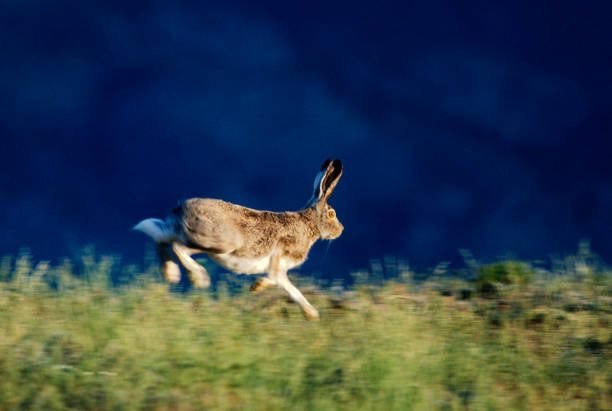 Jackrabbits