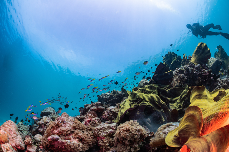 School of fish swimming through nutrient rich waters on a thriving, biodiverse coral reef.