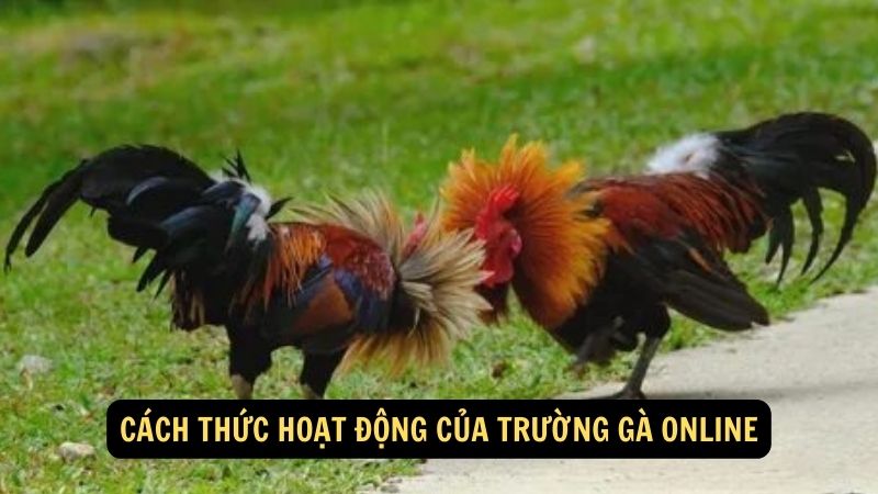 Cách thức hoạt động của trường gà online