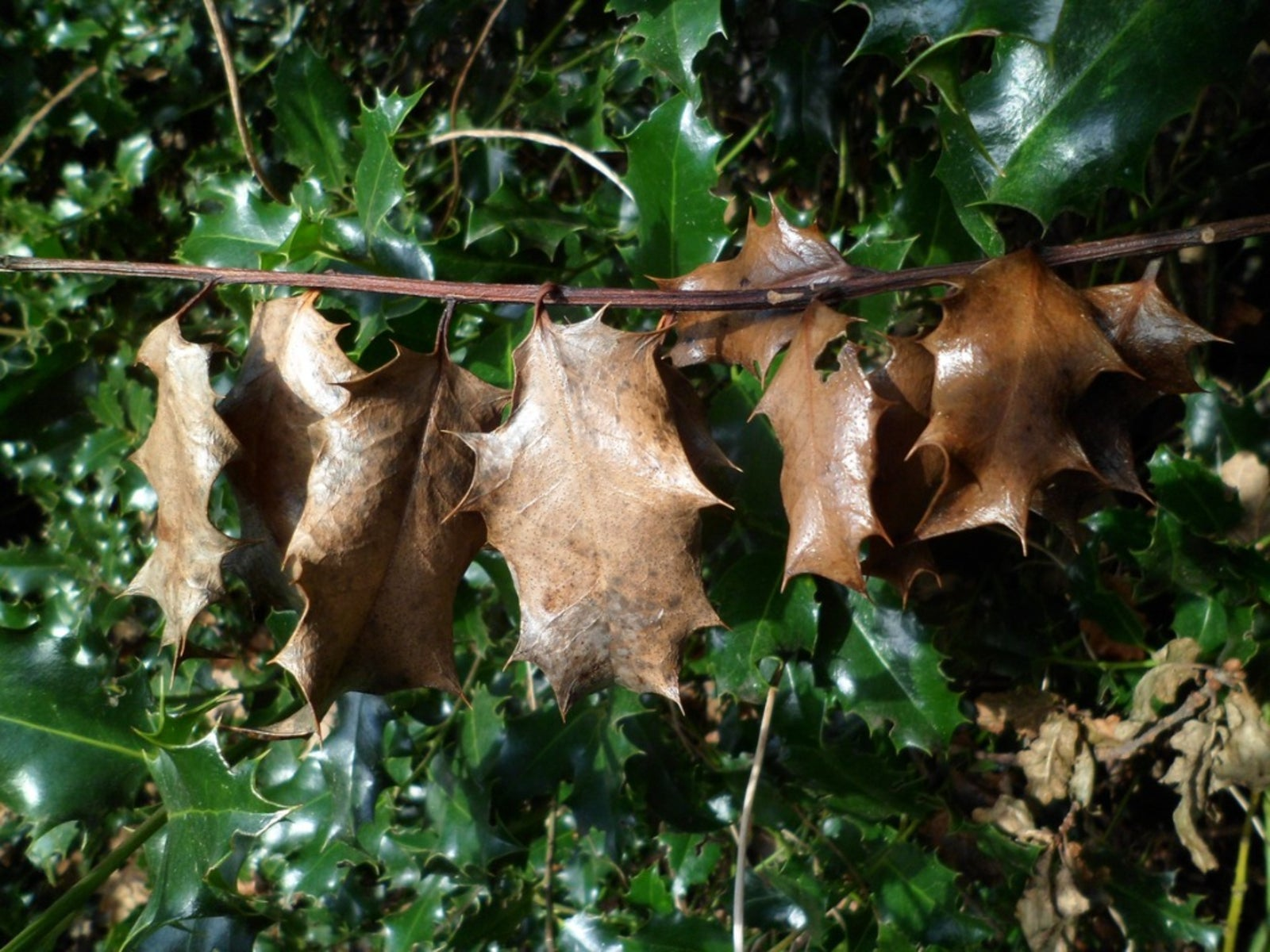 Symptoms of Nutritional Deficiency in Holly Bushes