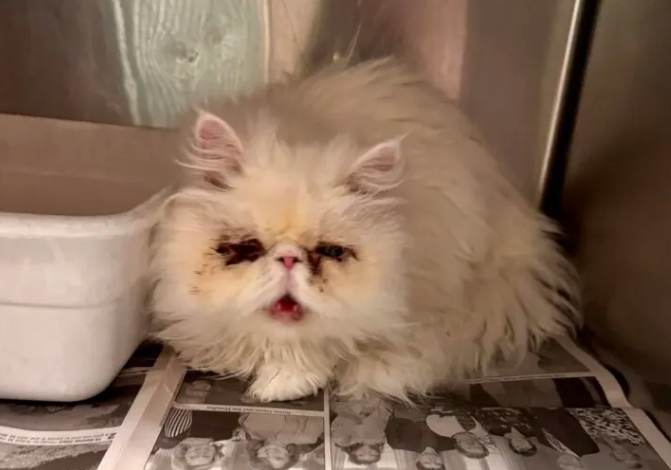 Persian Cat Faces Death After Owner Abandonment