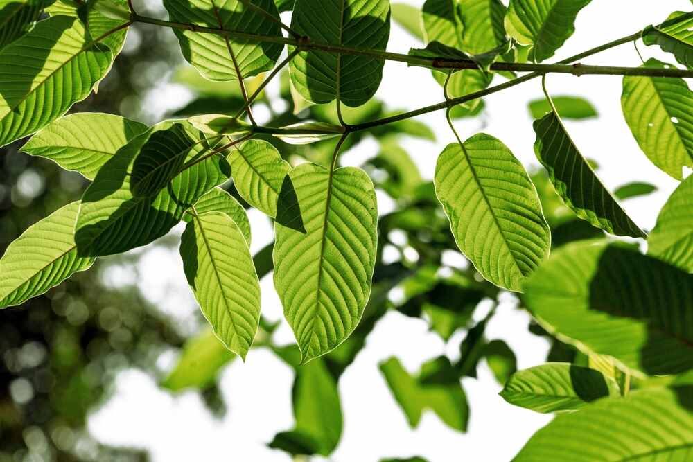 Kratom or Mitragyna speciosa branch green leaves on natural background.