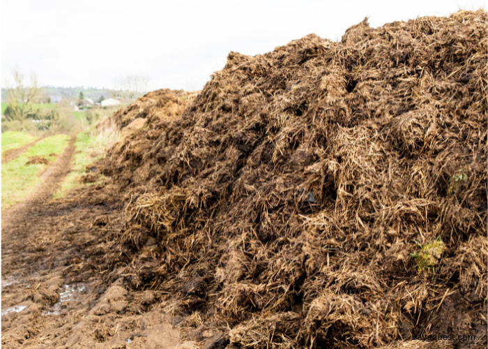 How to Compost Manure