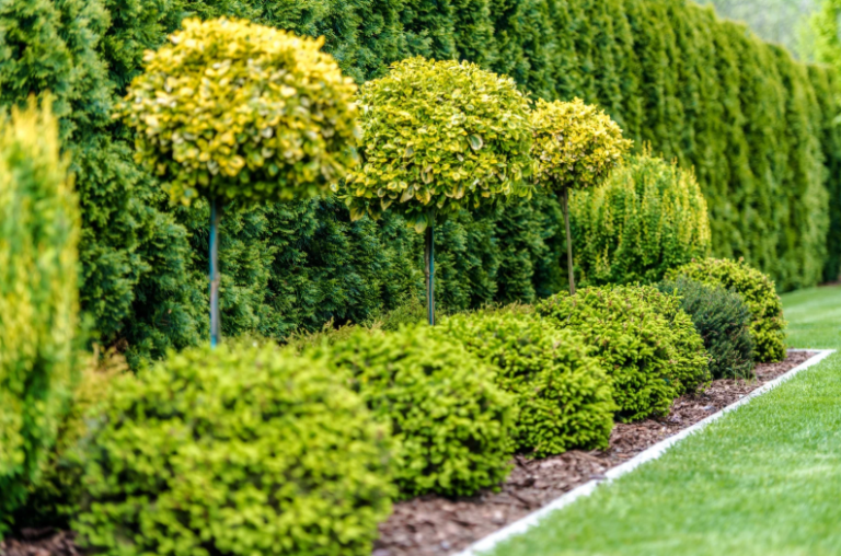 Journey to Shrub and Hedge Mastery