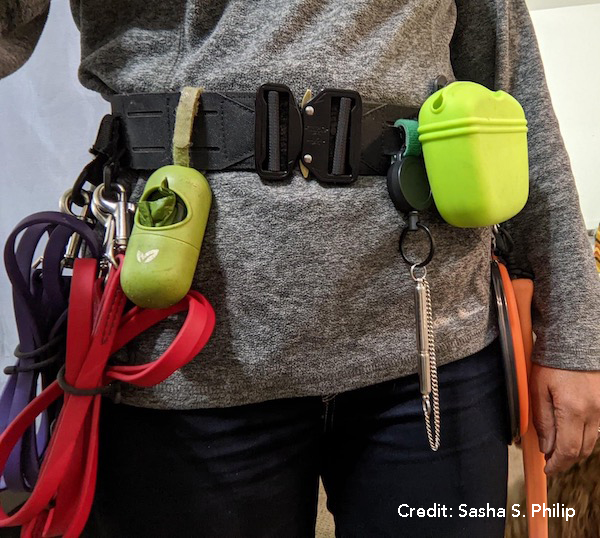 dog-training-kit-essential-tools-for-effective-training